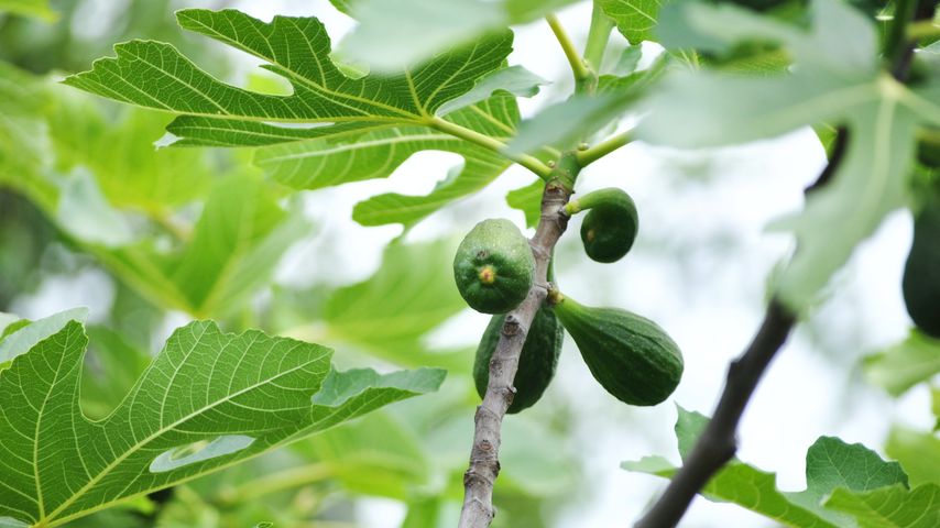 Green figs (Ficus carica)